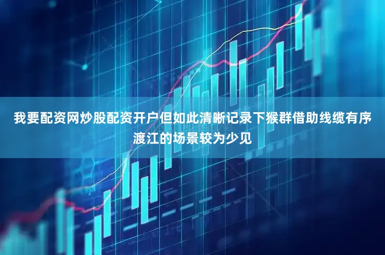 我要配资网炒股配资开户但如此清晰记录下猴群借助线缆有序渡江的场景较为少见